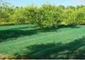 Хлебоуборки зеленой оливки HDPE сети анти- UV аграрные поставщик